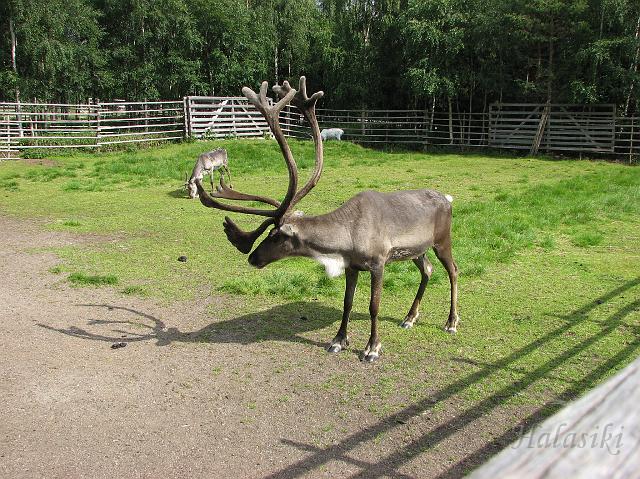 Norwegia (243).JPG - Napapiirin Porofarmi - farma reniferów pod Rovaniemi